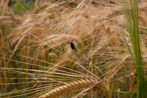 wheat summer cultural landscape