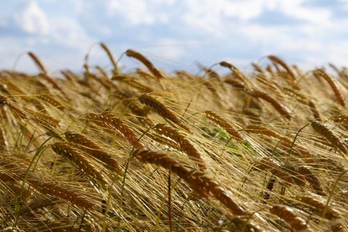 wheat field agriculture