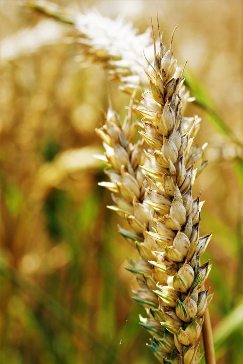 wheat field agriculture