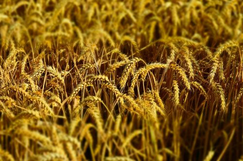 wheat wheat field wheat spike