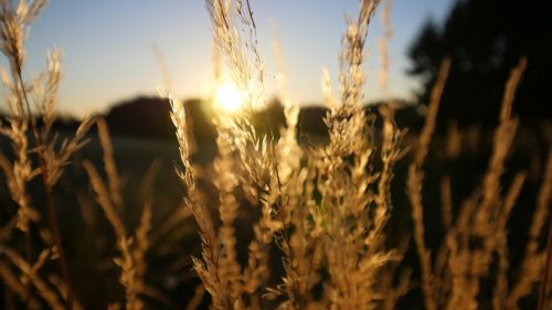 wheat sunset beautiful