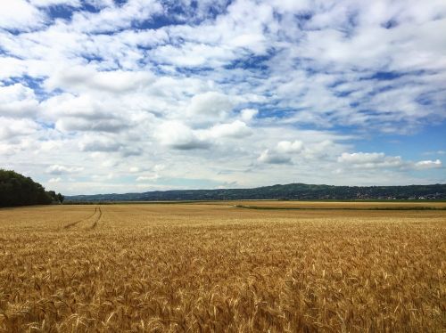 wheat crop agriculture