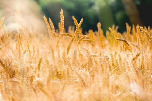 wheat grass agriculture