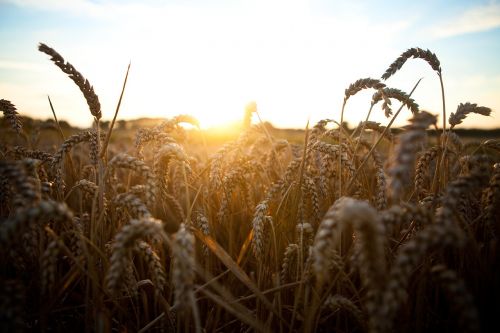 wheat grass grain