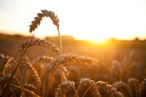 wheat grass grain