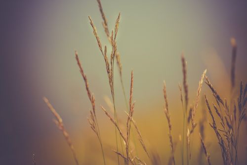 wheat plants nature