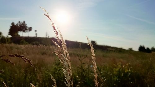 wheat plants fields