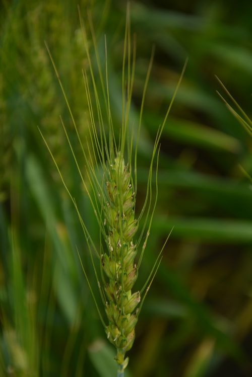 wheat green static