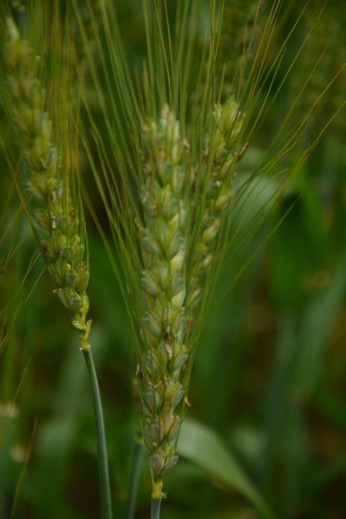 wheat hope