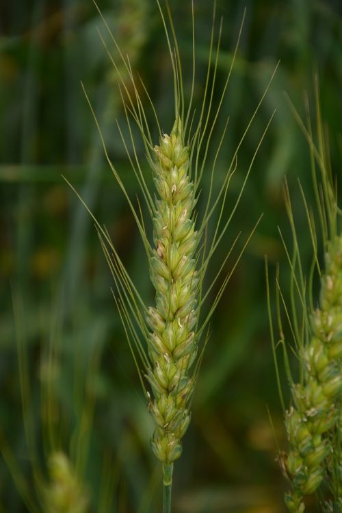 wheat green