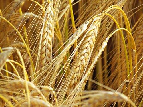 wheat field fief