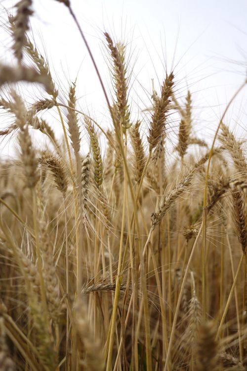 wheat travel taiga