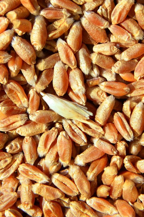 wheat other cannabinoids hungary