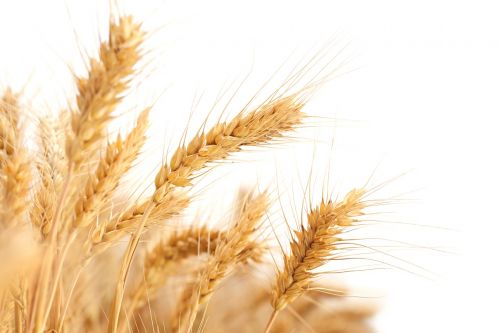 wheat in wheat field