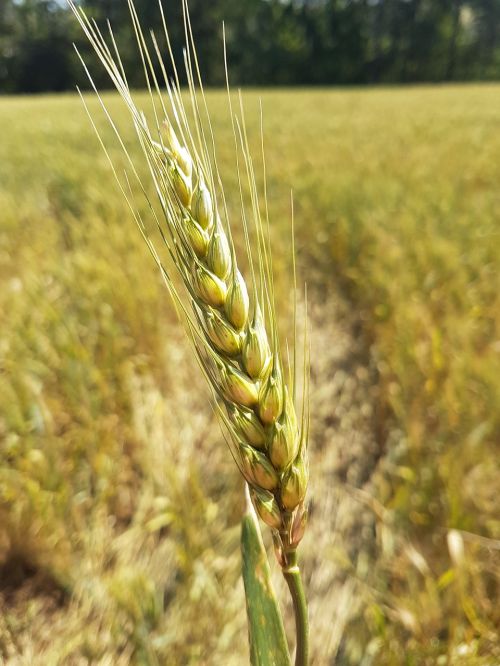 wheat plantation yellow