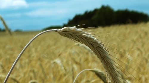 wheat cornfield wheat spike