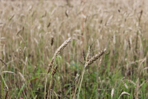 wheat field nature