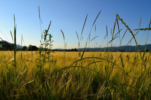 wheat rieti field