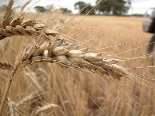 wheat wheat field cereal