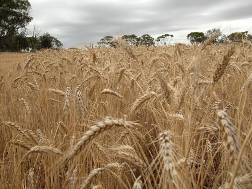 wheat wheat field cereal