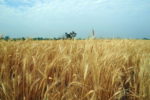 wheat crop ripe