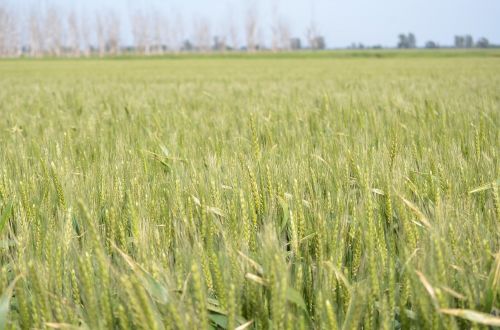 wheat field green