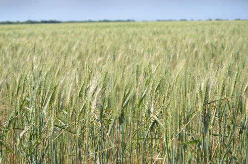 wheat field nature