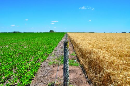 wheat soy harvest