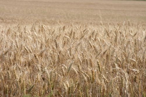 wheat cereals field