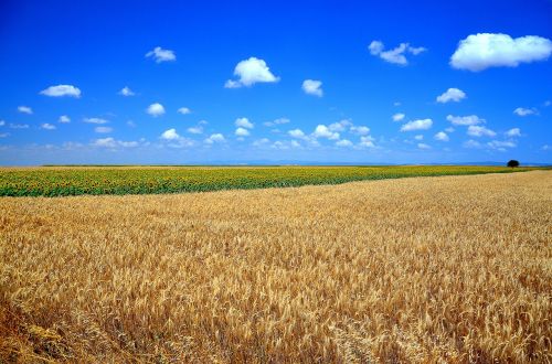 wheat grain area