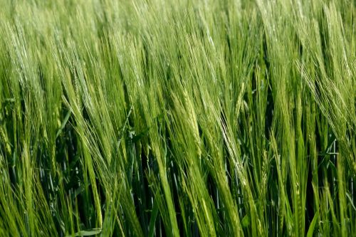 wheat grain crop