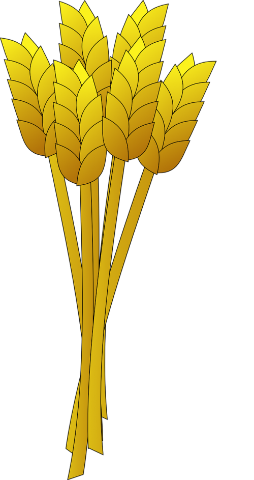 wheat yellow stalk