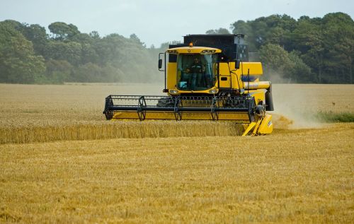 wheat threshing harvesting