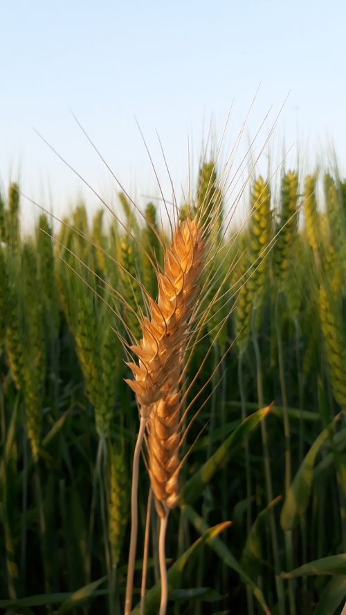 wheat cereal farm