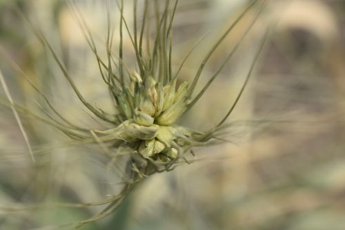 wheat grain flora