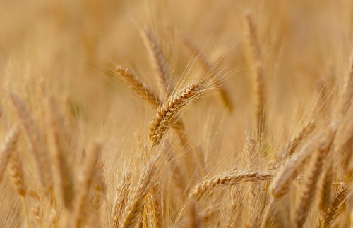 wheat field spring