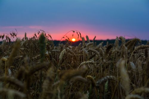 wheat nature sunset