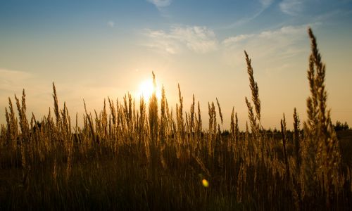 wheat field outdoors