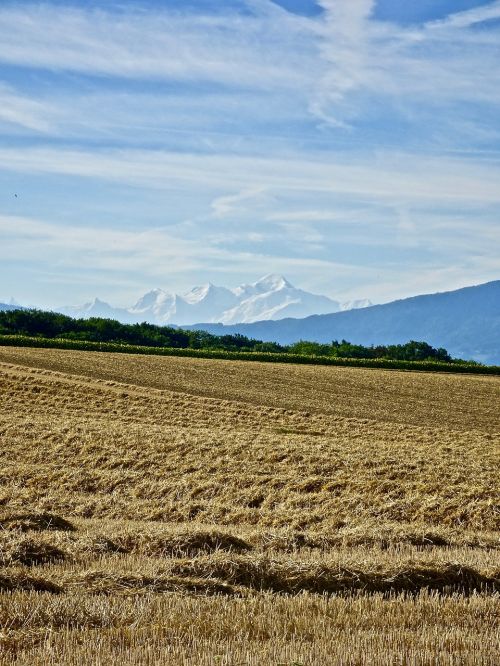 wheat agriculture field