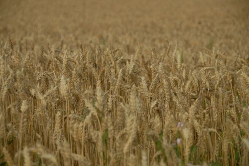 wheat cereal crop