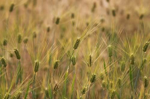 wheat  s  rural areas