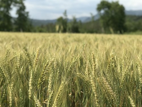 wheat  grain  area