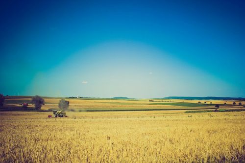 wheat field farm