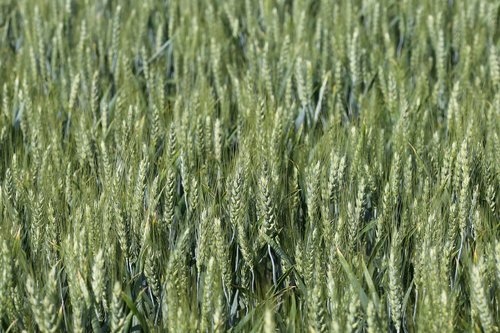 wheat  plant  agriculture