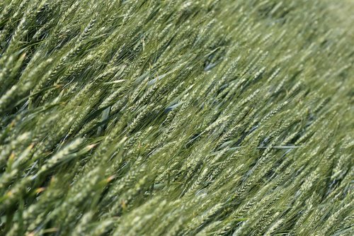 wheat  plant  agriculture