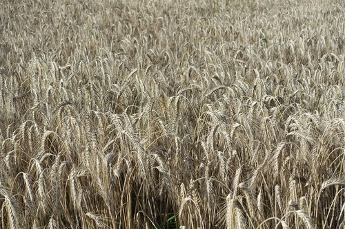 wheat  field  crop