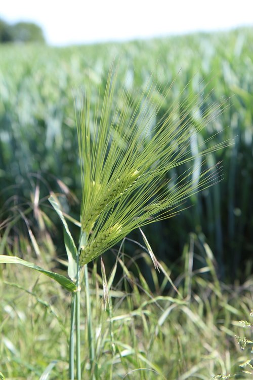 wheat  ears of wheat  cereals