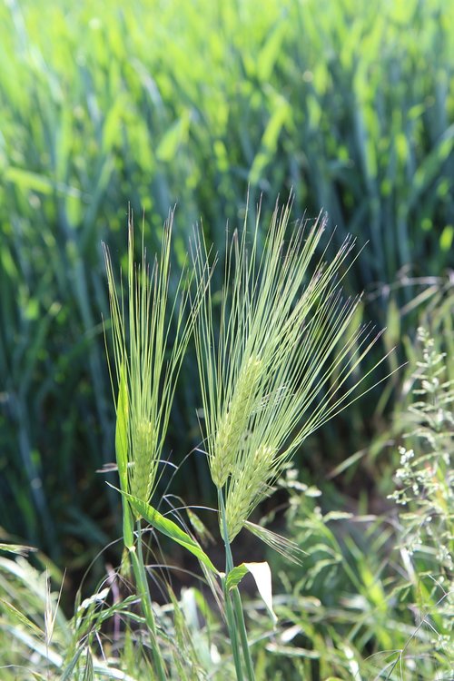 wheat  ear of corn  epi