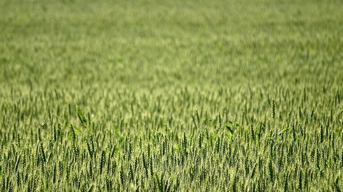 wheat  field  kolos