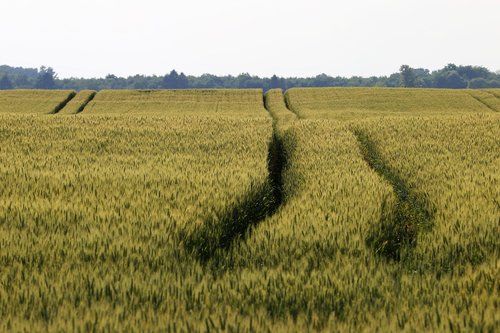 wheat  field  spring